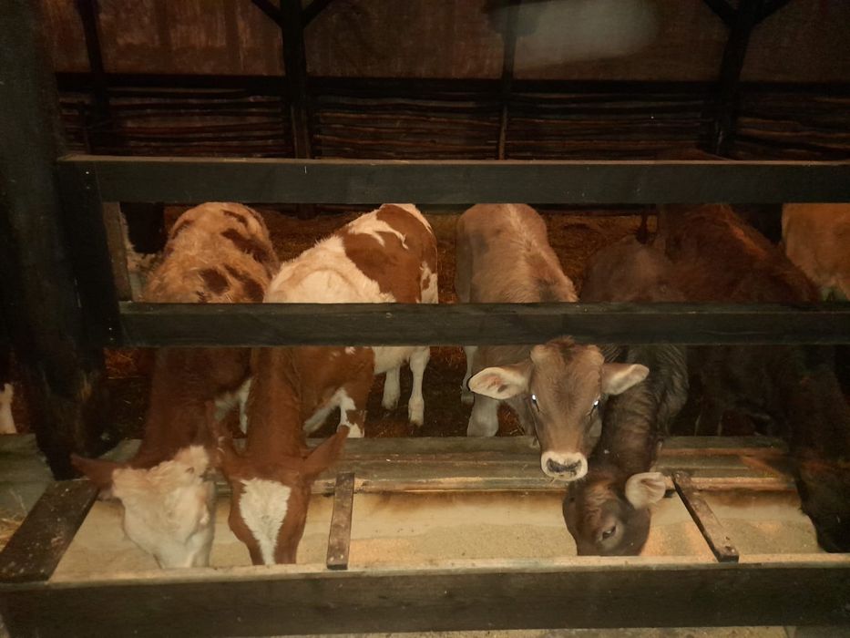 Vând viței înțărcați