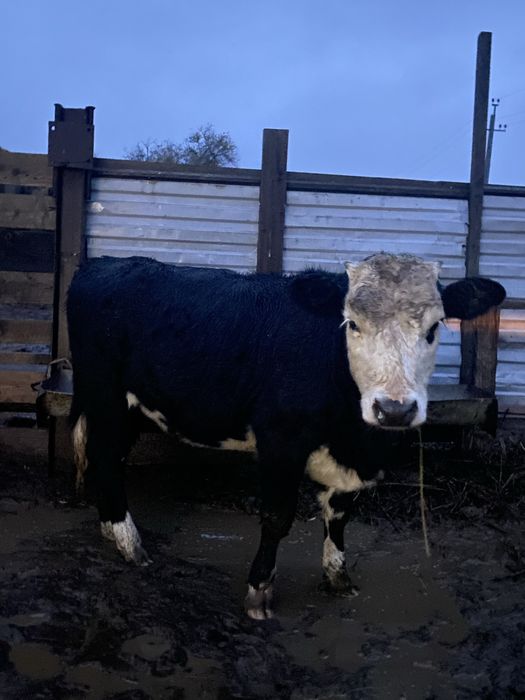 2баспак сатылмда