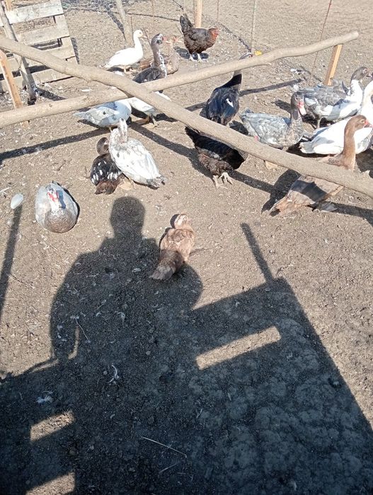 Vând rațe mute tinere