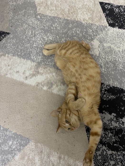 Кот породистый бесплатно