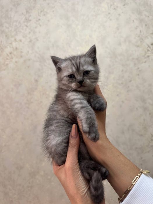 Котята шотланские