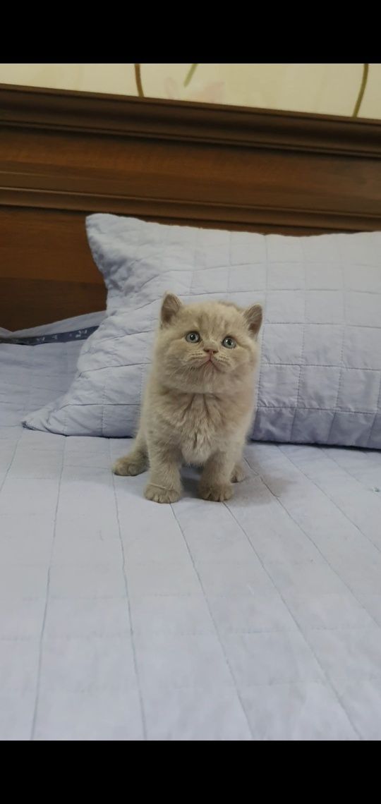Готовые котята британской породы