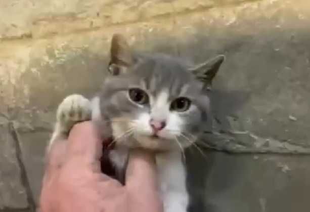 3-месечно момиченце търси дом!