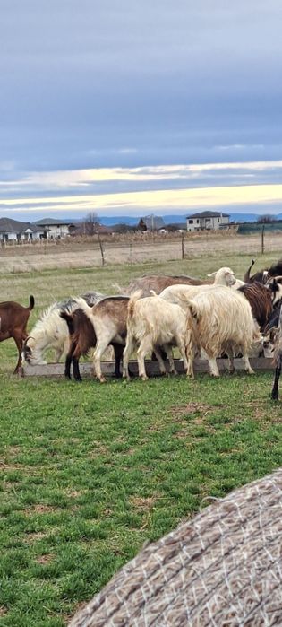 Vând cinci iede la prima fătare