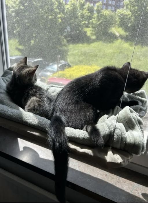 Hamac de geam pentru pisici