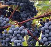 De vânzare struguri de vin toate felurile