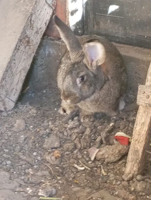 Продам кролика гиганта