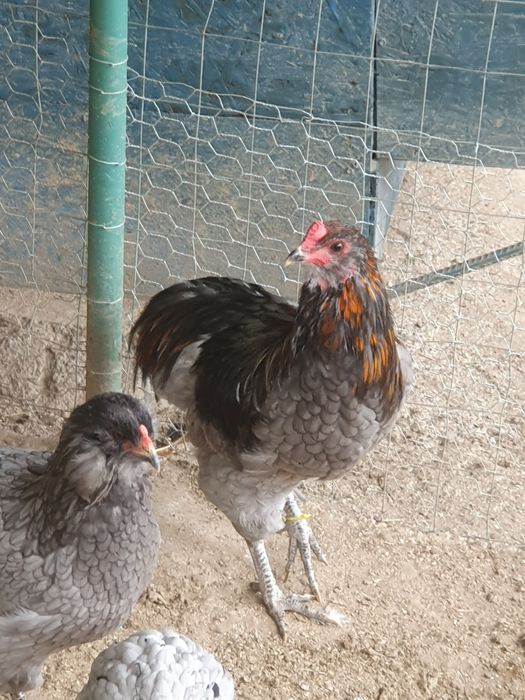 Cocosi araucana 2025