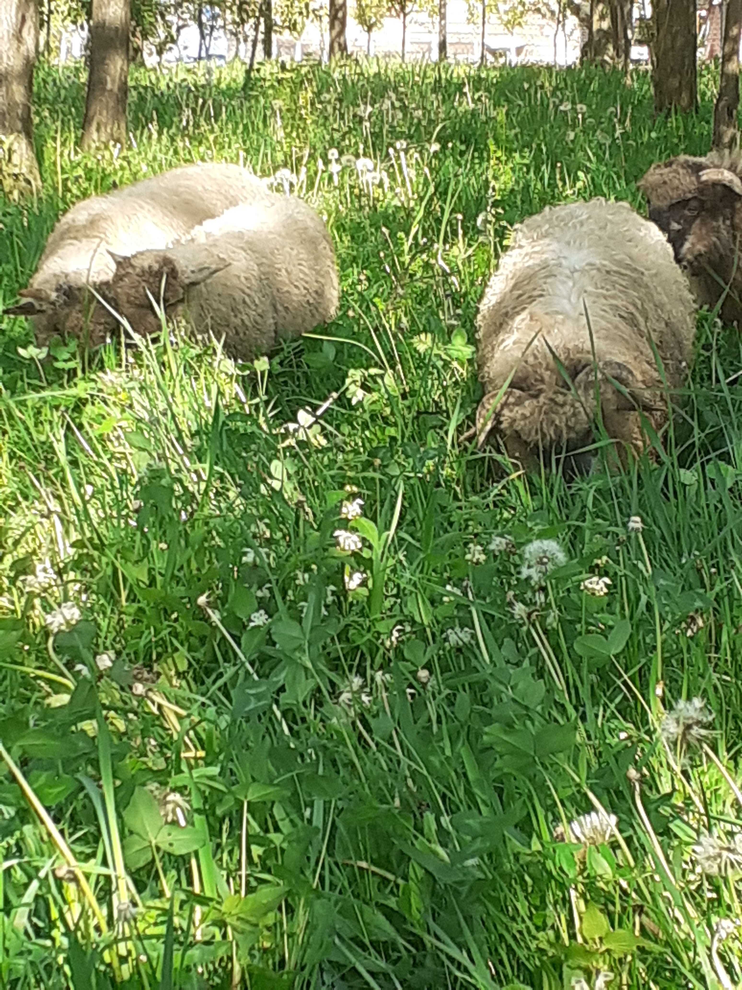 Vand Miei  pentru sacrificat