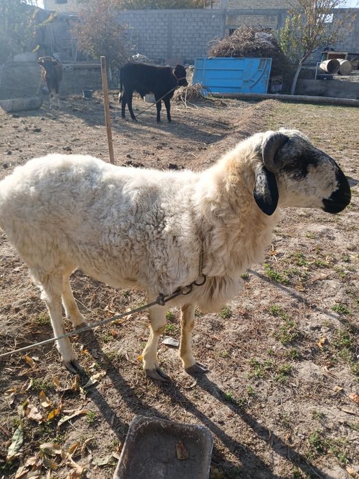 Домашний  животных .