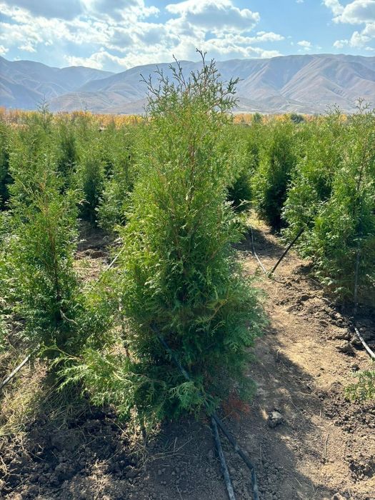 Туиа смарагд Туя от питомника