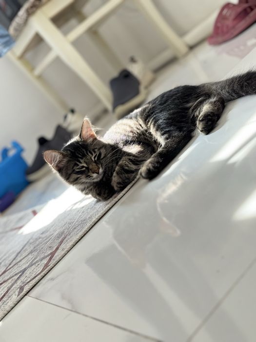 Кот 9 месяцев бесплатно