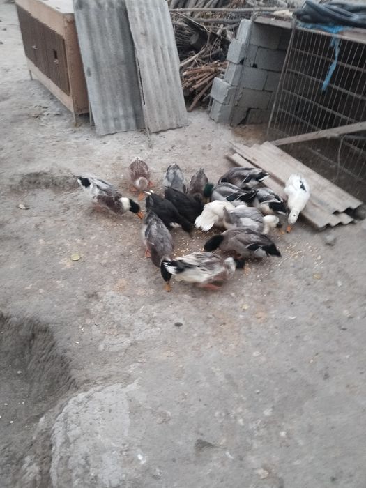 Домашние животные