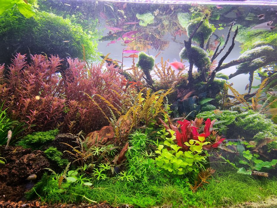 Plante naturale Acvariu pachete mari