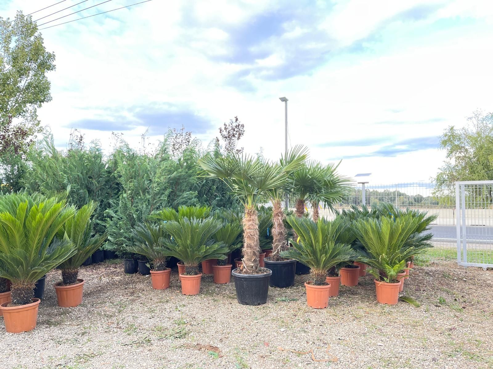 Palmieri de orice specie, trachycarpus fortunei, cycas, phoenix etc