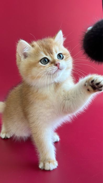 Котята, породы Британская Короткошерстная окрас Шиншилла