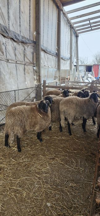 Vand berbecuti de tinut sau de taiat