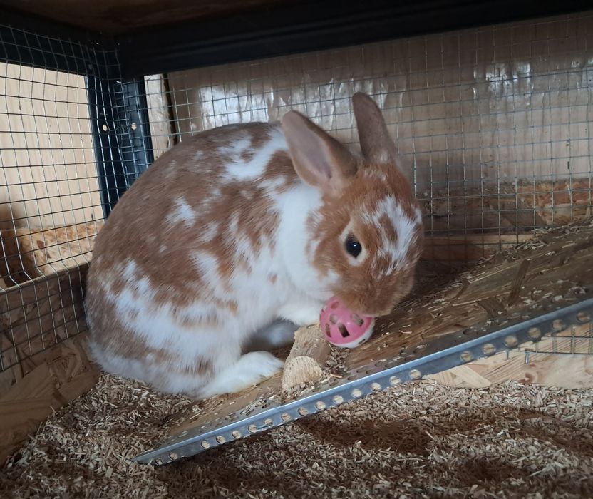 Iepure pitic olandez