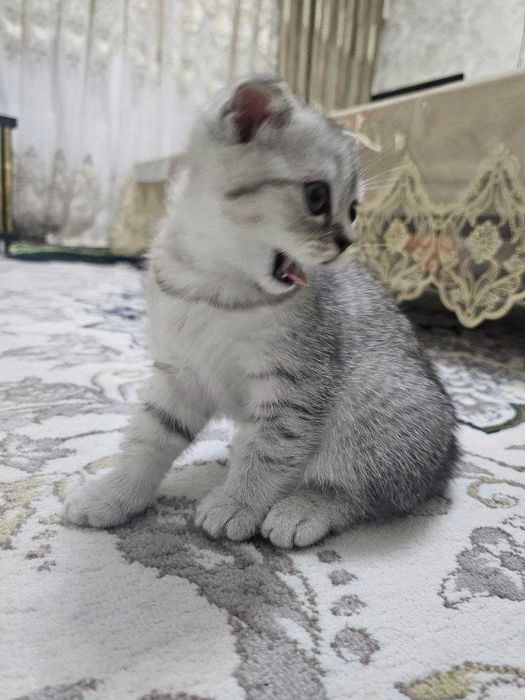 Silver Chinchilla Scottish Fold mushukcha (qiz)