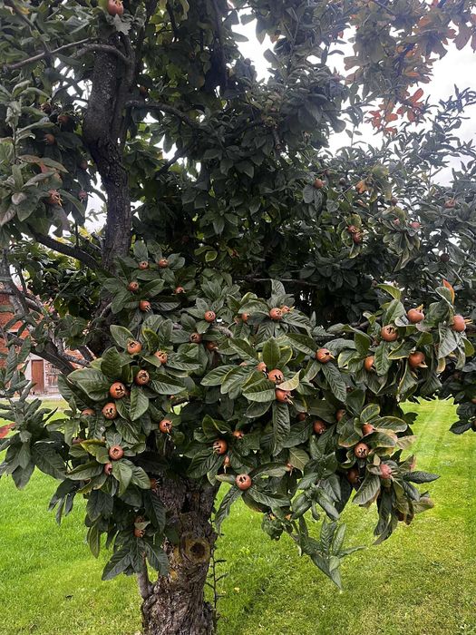 БИО Мушмули домашно производство