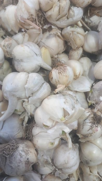 Usturoi de pus în pământ