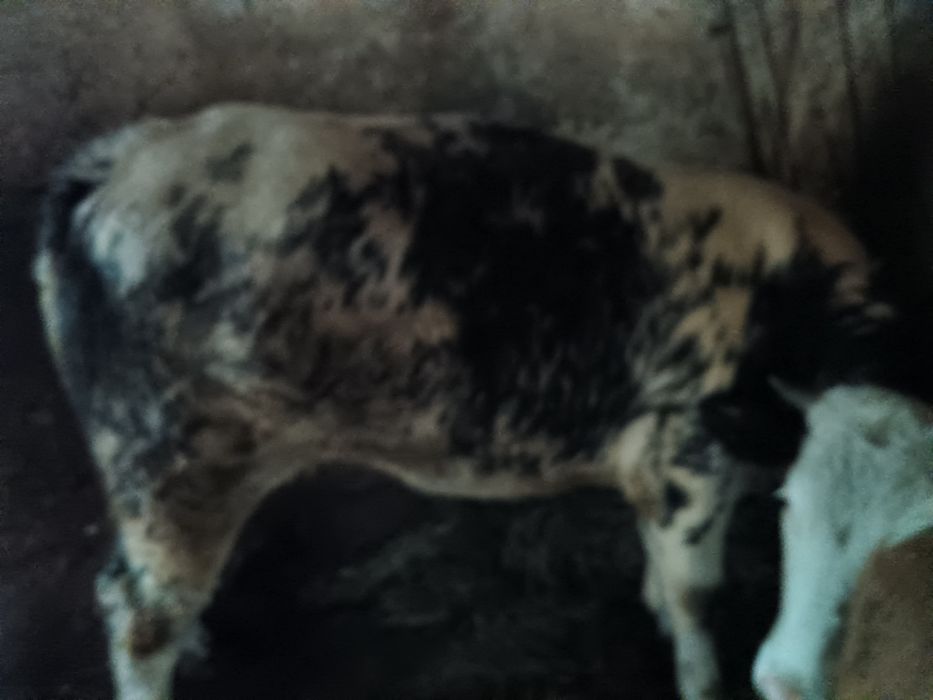 Vând vițea și taur