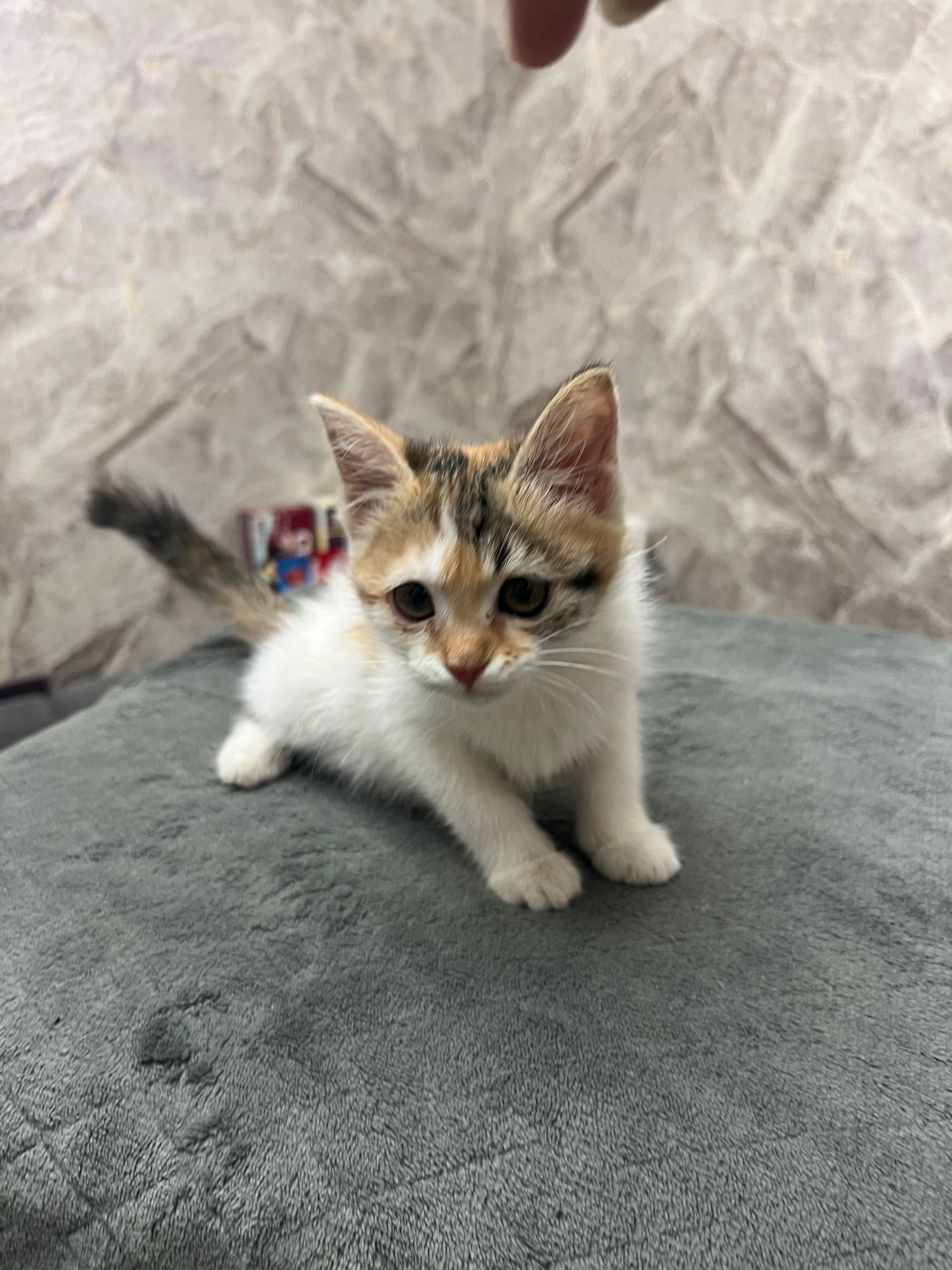 Котята домашние маленькие