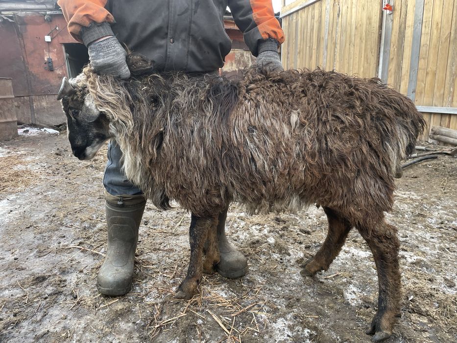 Продам кошкарчика этого года