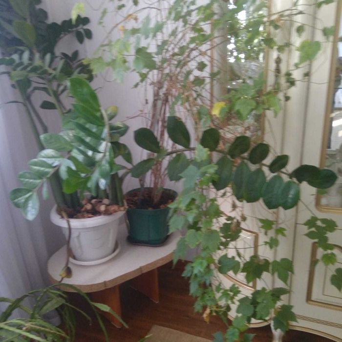 Продам комнатные цветы