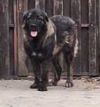 ciobanesc  caucazian