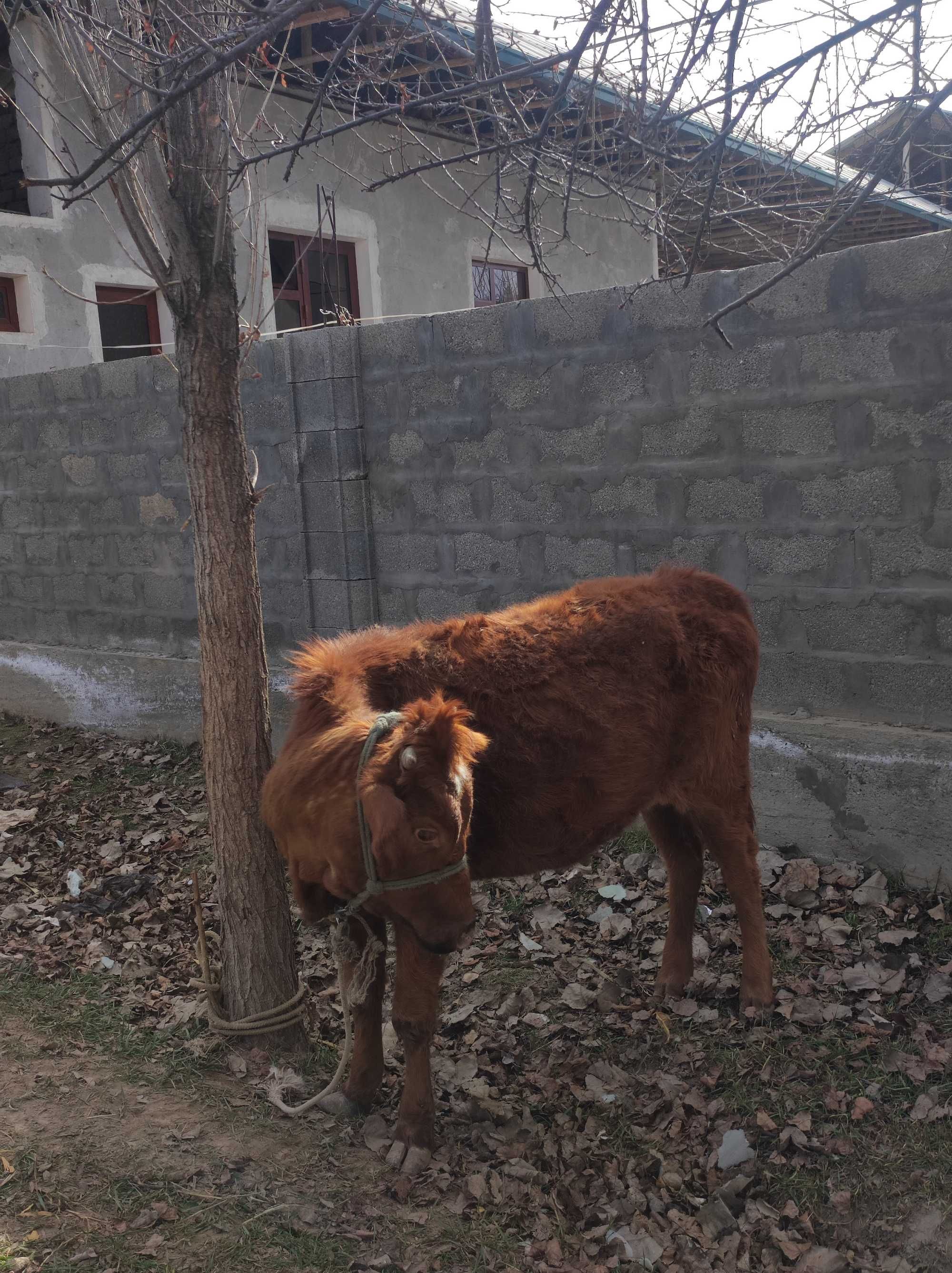 yaxshi qizganla tel qilovirasila