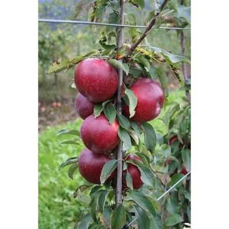 Măr columnar polka la ghiveci