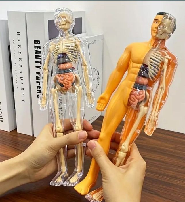 Schelet Corpul uman / 3D Model Anatomic - Educativ tip lego