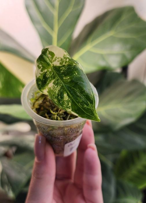 Детка Алоказии Фрайдек Вариегатной