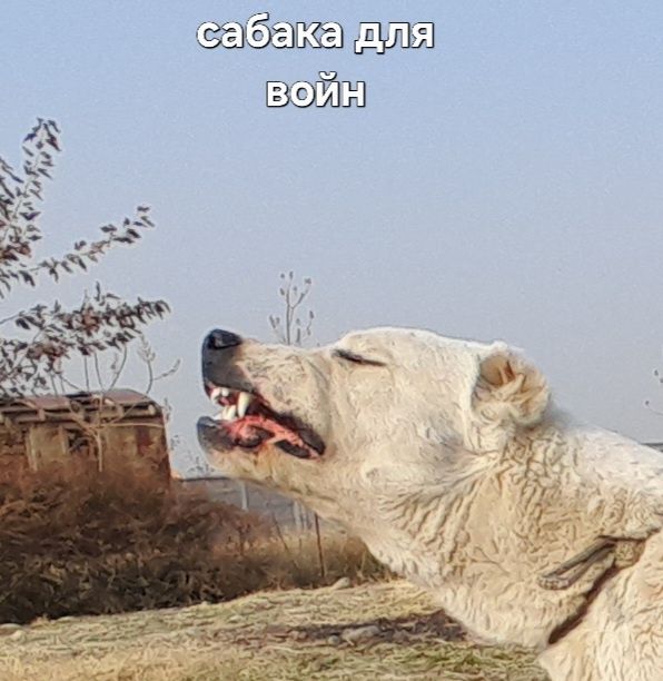 Алабай Туркмен 7 ойлик тоза зод жангчи сиртлони 6.7 та