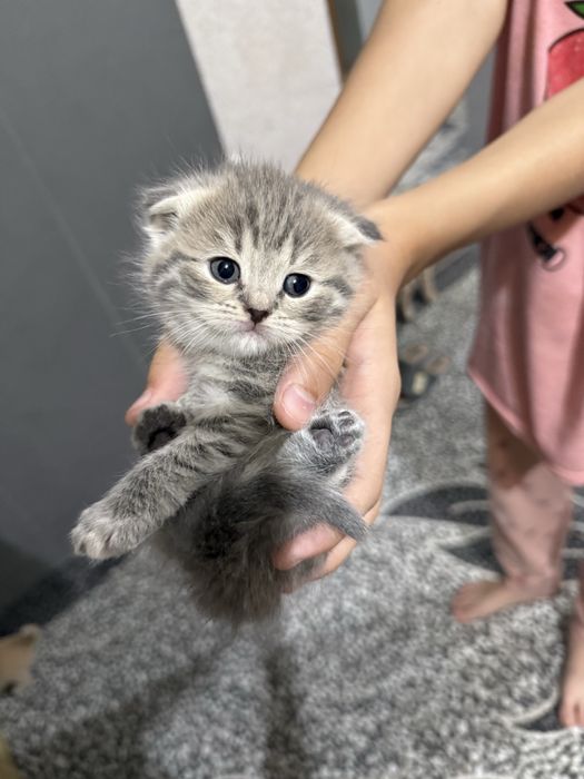 Котенок Скотиш Фолд 1 месяц