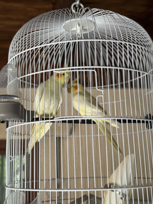 Papagali nimfe pereche