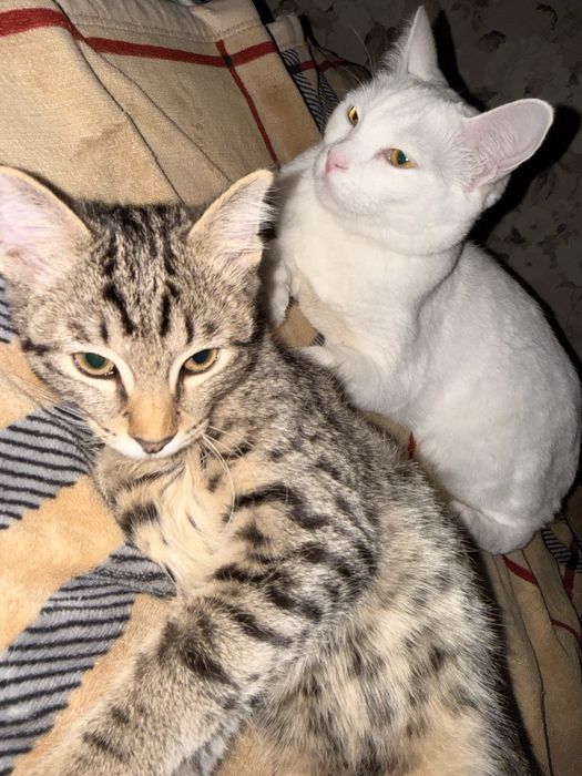 Коты домашние красивые