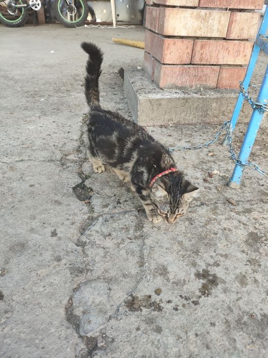 Продается котенок (помесь с бенгалом)