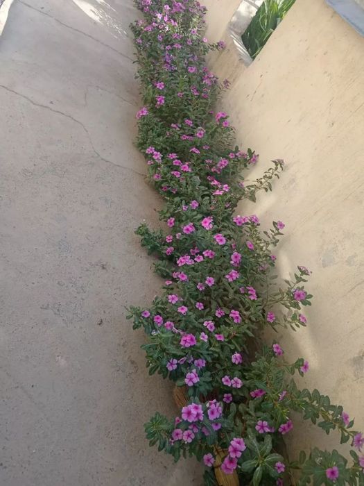 sirochni uy sotiladi hujjatlari joyida