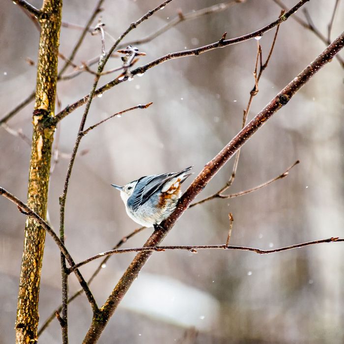 Nikon AF 80-400mm f/4.5-5.6D ED VR Nikkor обектив Никон