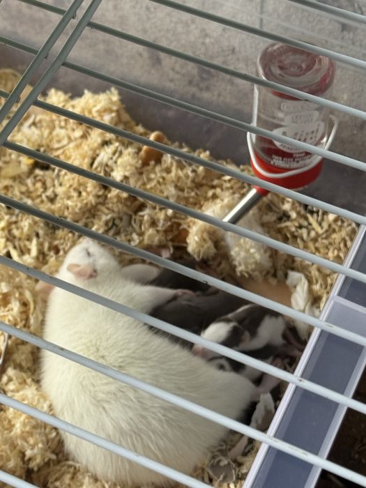 Donez soareci de companie