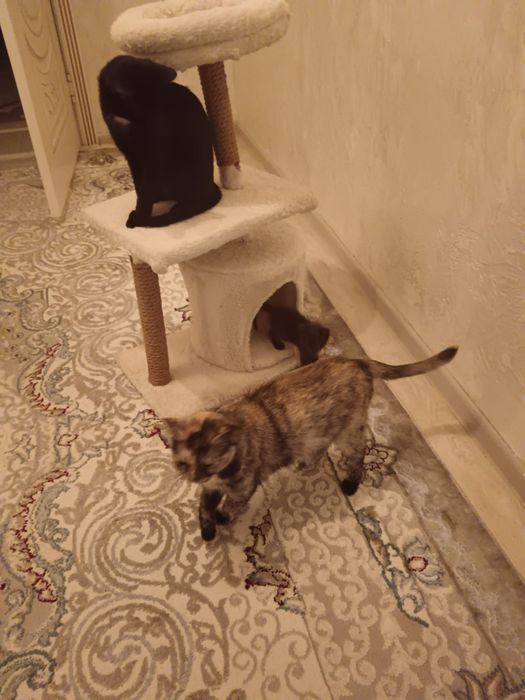 Домик для кошки, игрушка, коготочки имеются