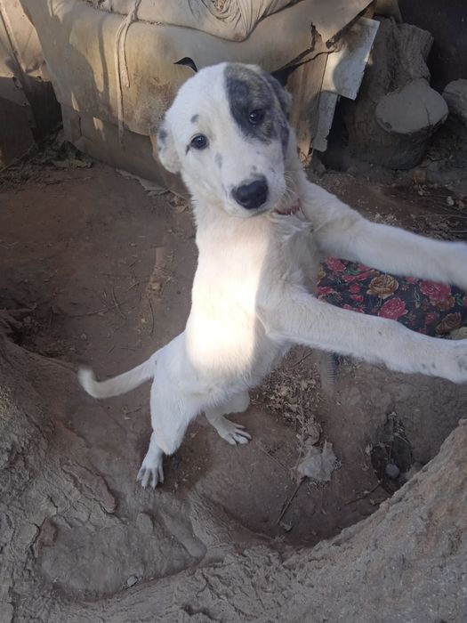 Urganchda it sotiladi