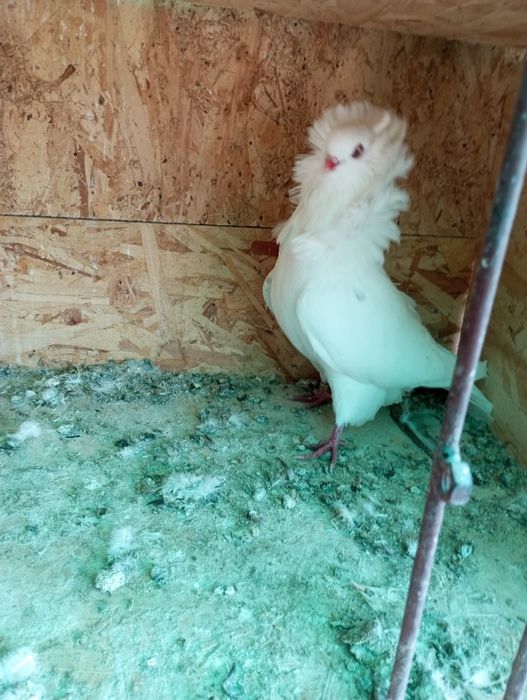 Iepuri porumbei de vânzare