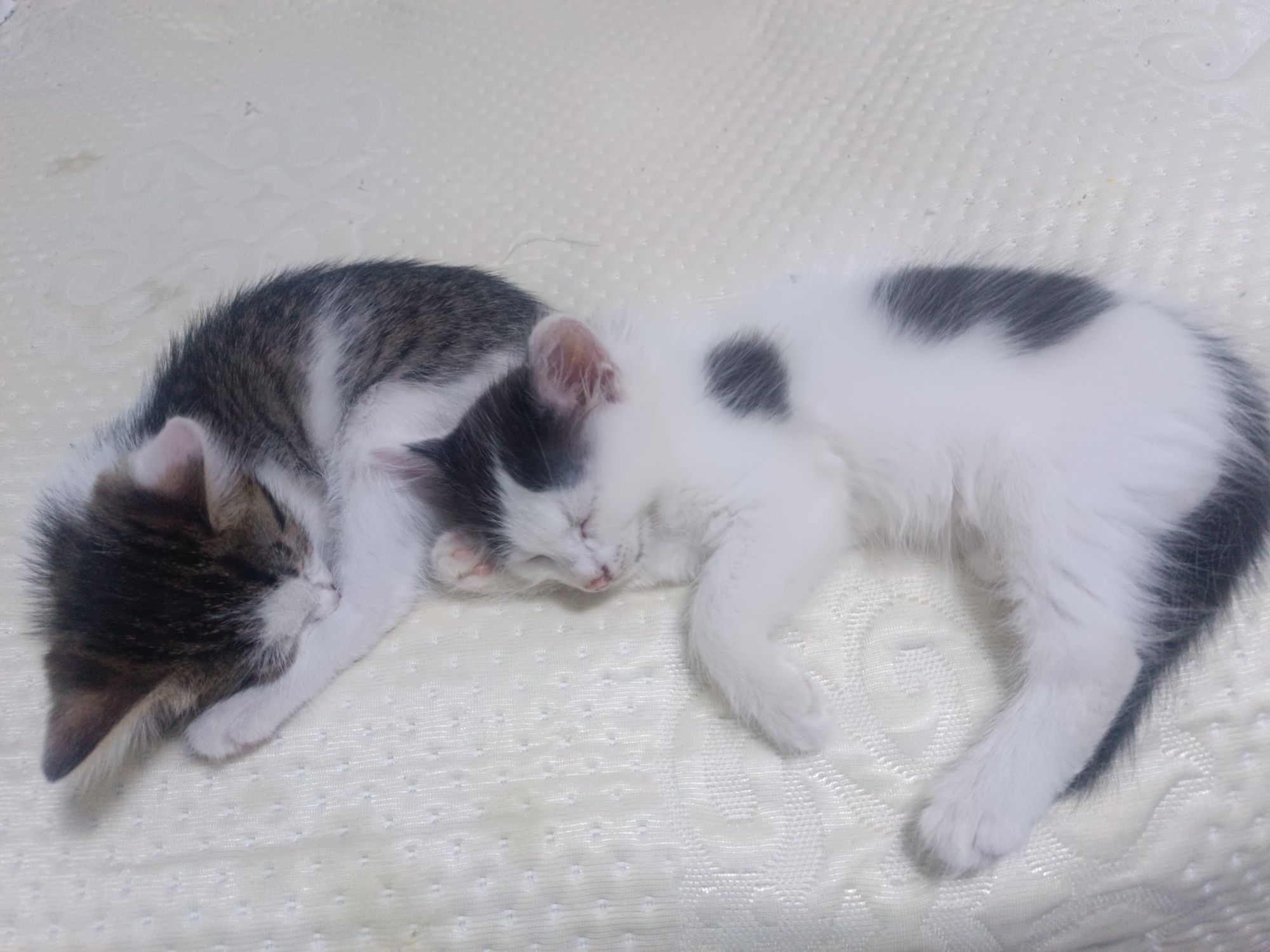 котята , домашние