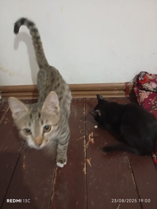 Mushuk bolalari 2 ta onasi bn