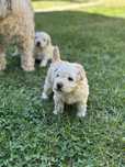 Caine Puli alb de rasa