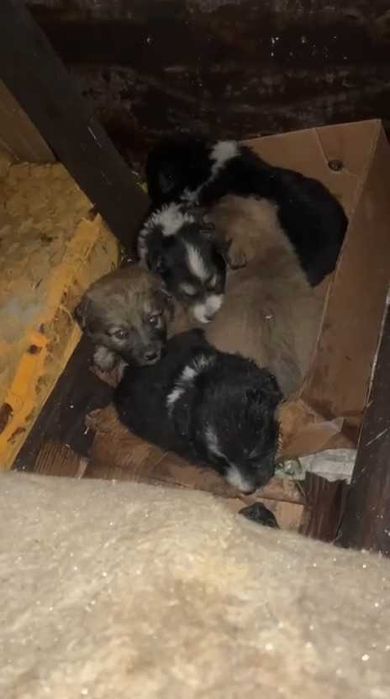 Щенкам нужен дом! Очень срочно!