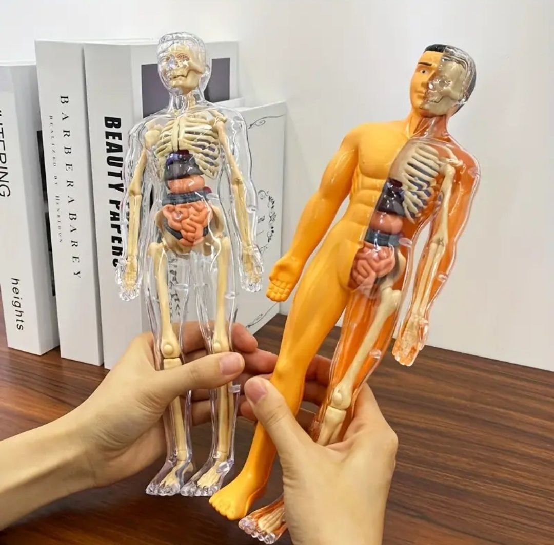 Schelet anatomie - Corpul Uman anatomic și organe transparent